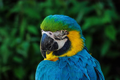 parrot-colorful-plumage-portrait