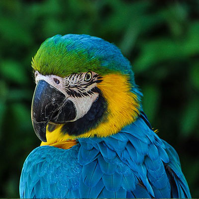 parrot-colorful-plumage-portrait