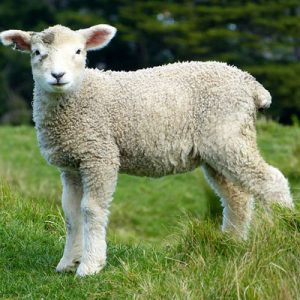 sheep-white-lambs-goats-animals