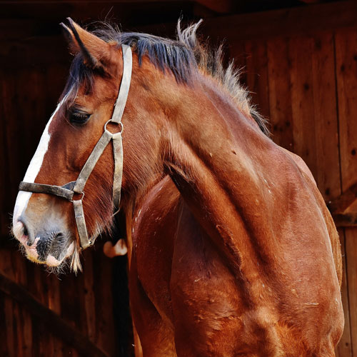 shire-horse-horse-big-horse-ride