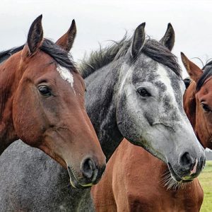 horses face closeup
