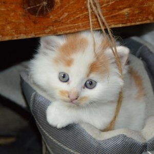 cat-pets-cat-s-eyes-mieze-dear