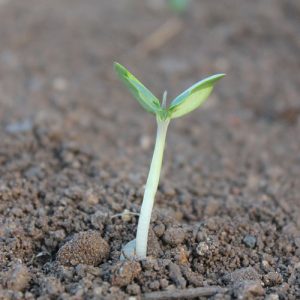 Small plant on pile of soil in the garden