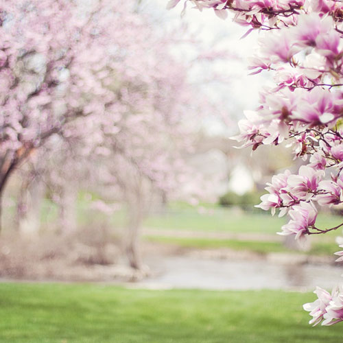 Wild Himalayan Cherry spring blossom