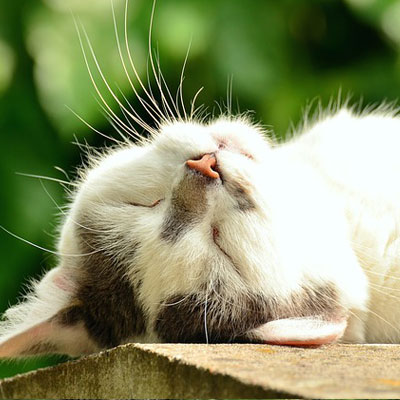 Exhausted Sleep Cat Cat Face Pet White Cat