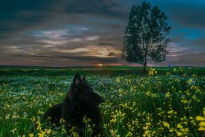 belgian-sheepdog-dog-black-canine