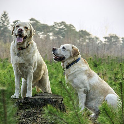 labrador-breed-dogs-animal-animals