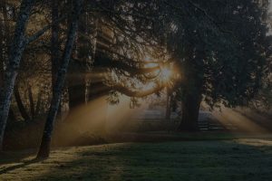 frost-trees-farm-sunrays-outdoors