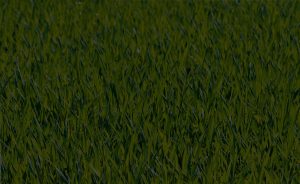 meadow-field-green-nature-grass