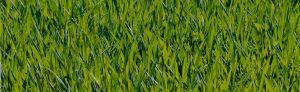 Meadow-Forest-Green-Nature-Grass-Grasses