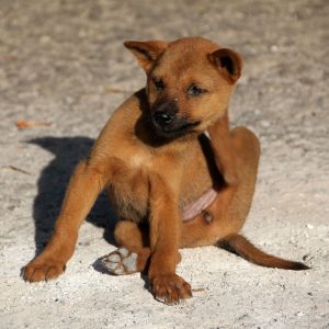 cute puppy scratching