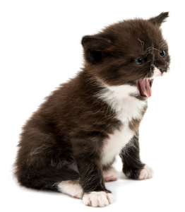 black and white kitten isolated on white background